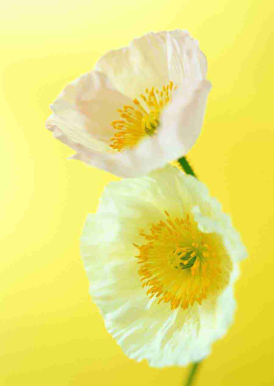 Colorful Flowers - Datacraft Sozaijiten  ></a>
<script language=JavaScript> 
  var txt = 