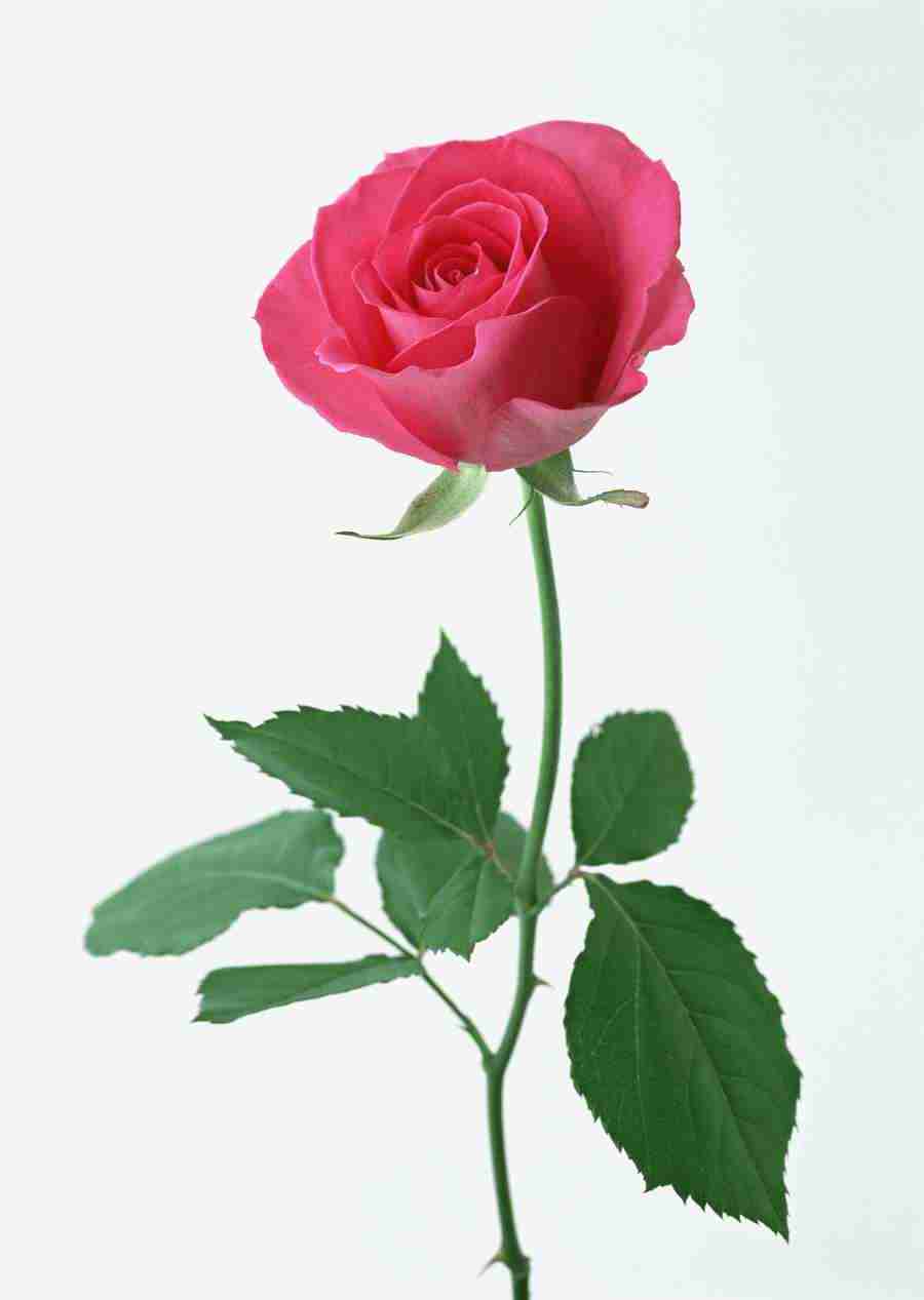Colorful Flowers - Datacraft Sozaijiten  ></a>
<script language=JavaScript> 
  var txt = 