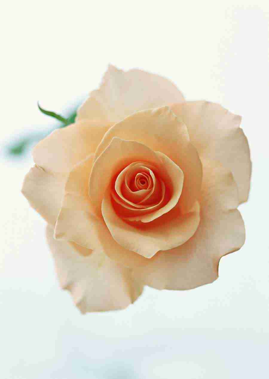 Colorful Flowers - Datacraft Sozaijiten  ></a>
<script language=JavaScript> 
  var txt = 