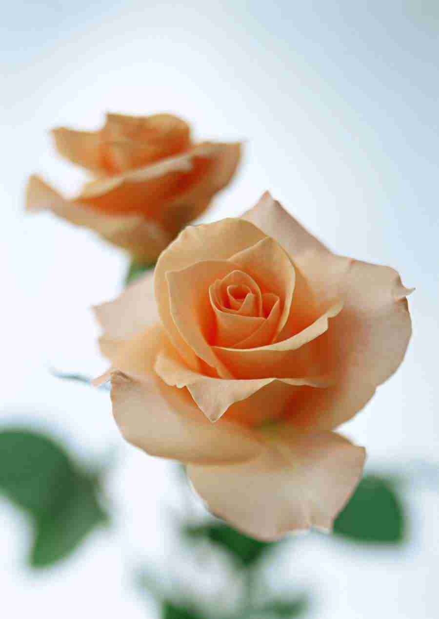 Colorful Flowers - Datacraft Sozaijiten  ></a>
<script language=JavaScript> 
  var txt = 