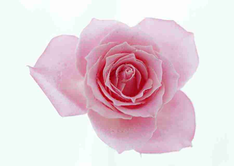 Colorful Flowers - Datacraft Sozaijiten  ></a>
<script language=JavaScript> 
  var txt = 