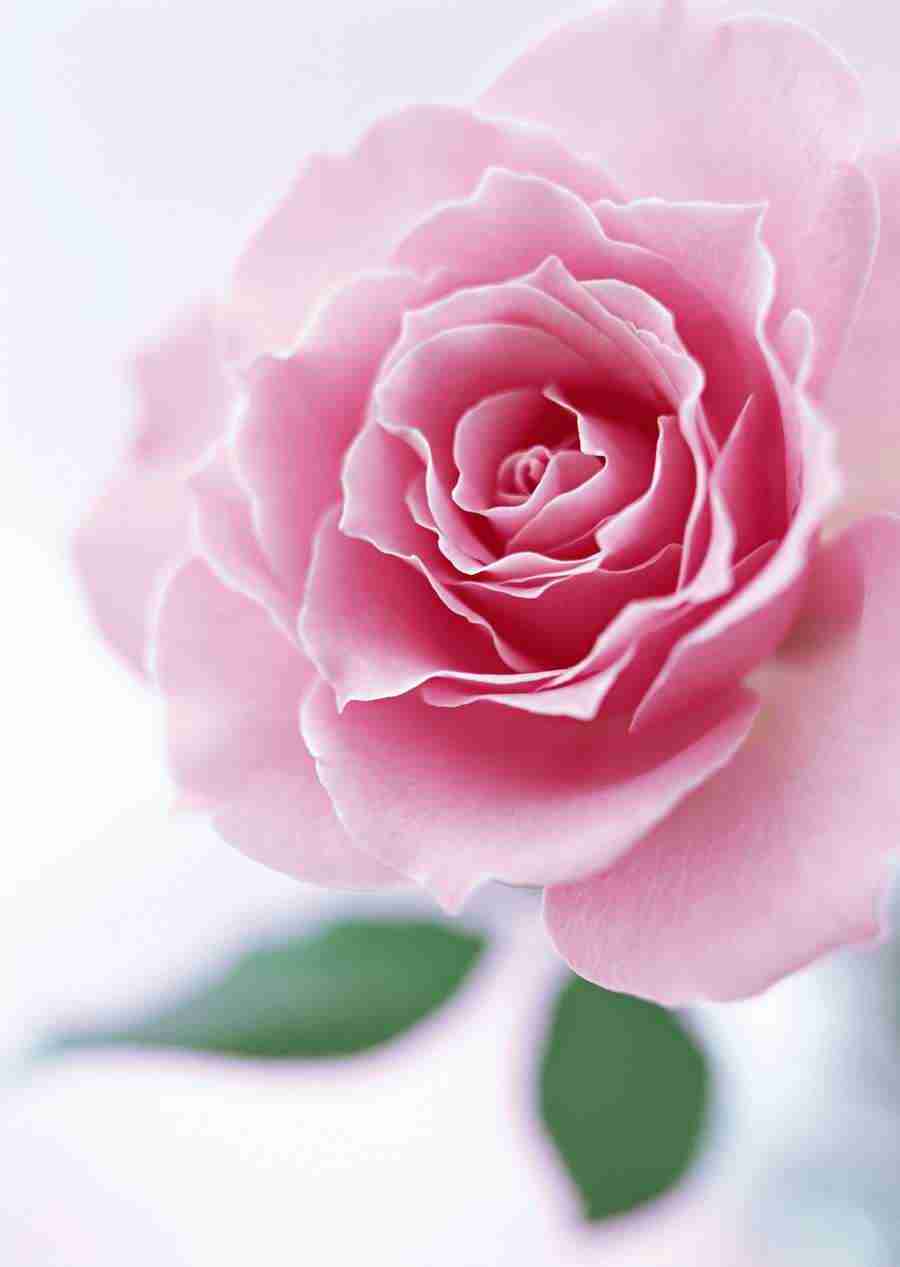 Colorful Flowers - Datacraft Sozaijiten  ></a>
<script language=JavaScript> 
  var txt = 