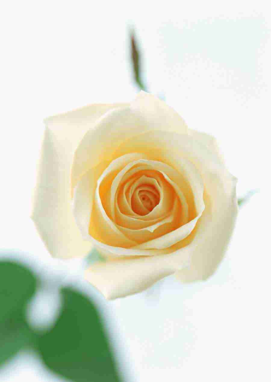 Colorful Flowers - Datacraft Sozaijiten  ></a>
<script language=JavaScript> 
  var txt = 
