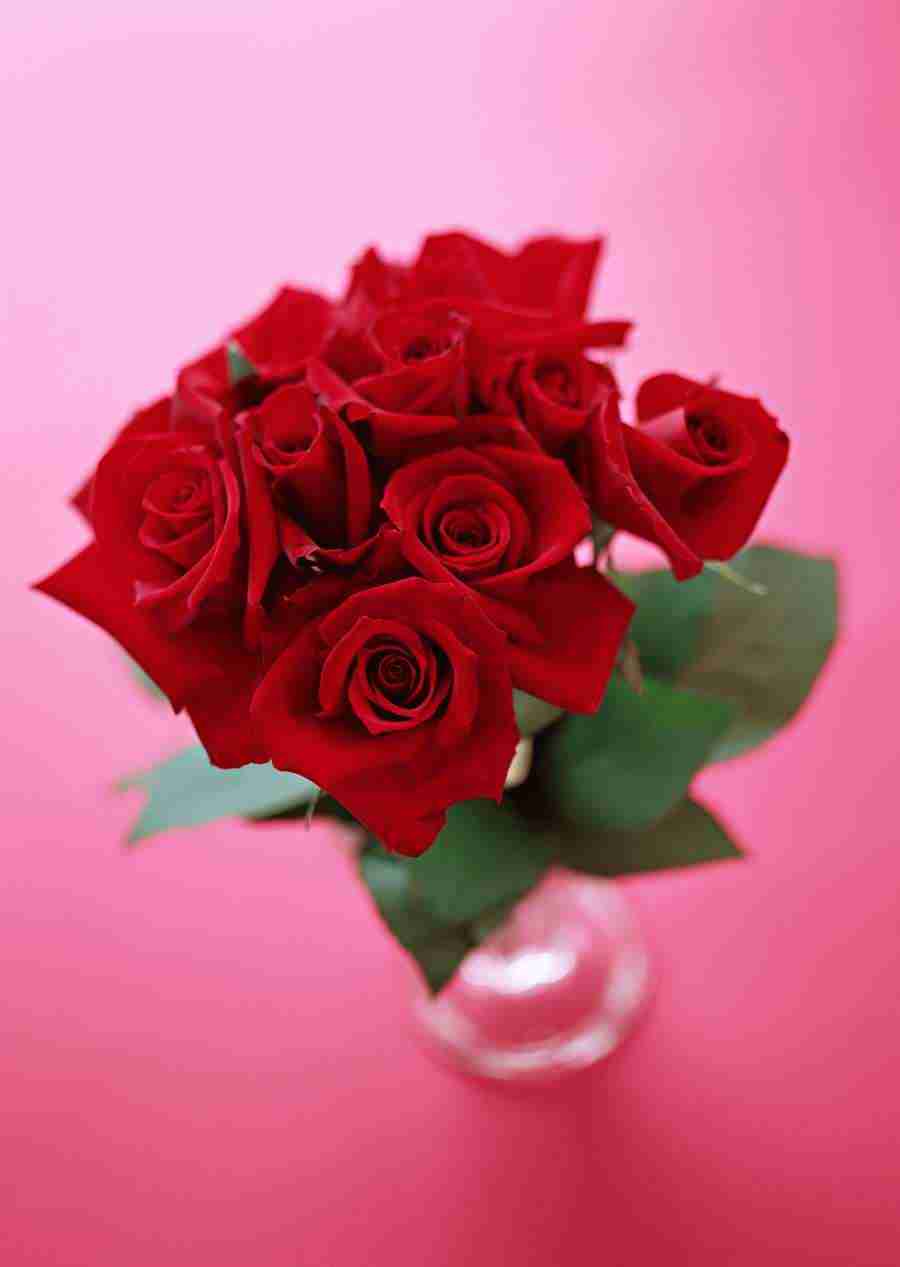 Colorful Flowers - Datacraft Sozaijiten  ></a>
<script language=JavaScript> 
  var txt = 