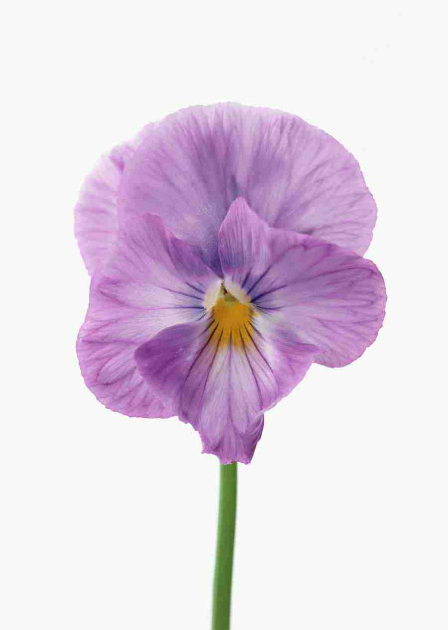 Colorful Flowers - Datacraft Sozaijiten  ></a>
<script language=JavaScript> 
  var txt = 