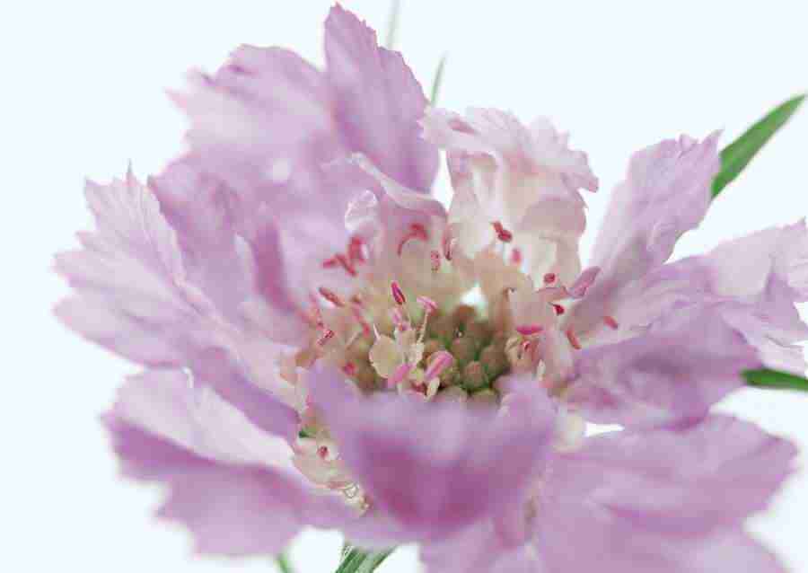 Colorful Flowers - Datacraft Sozaijiten  ></a>
<script language=JavaScript> 
  var txt = 