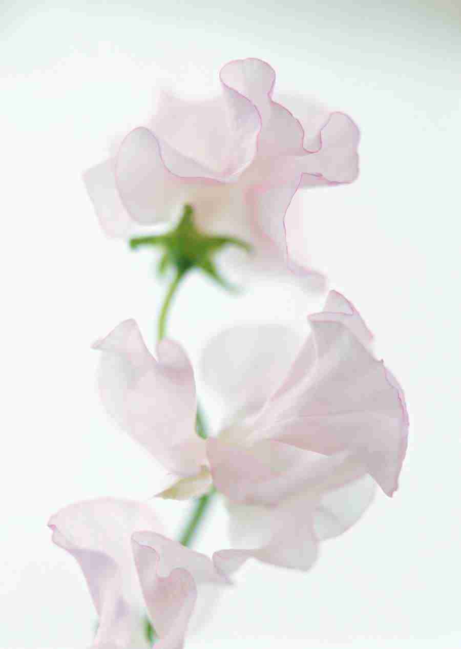 Colorful Flowers - Datacraft Sozaijiten  ></a>
<script language=JavaScript> 
  var txt = 