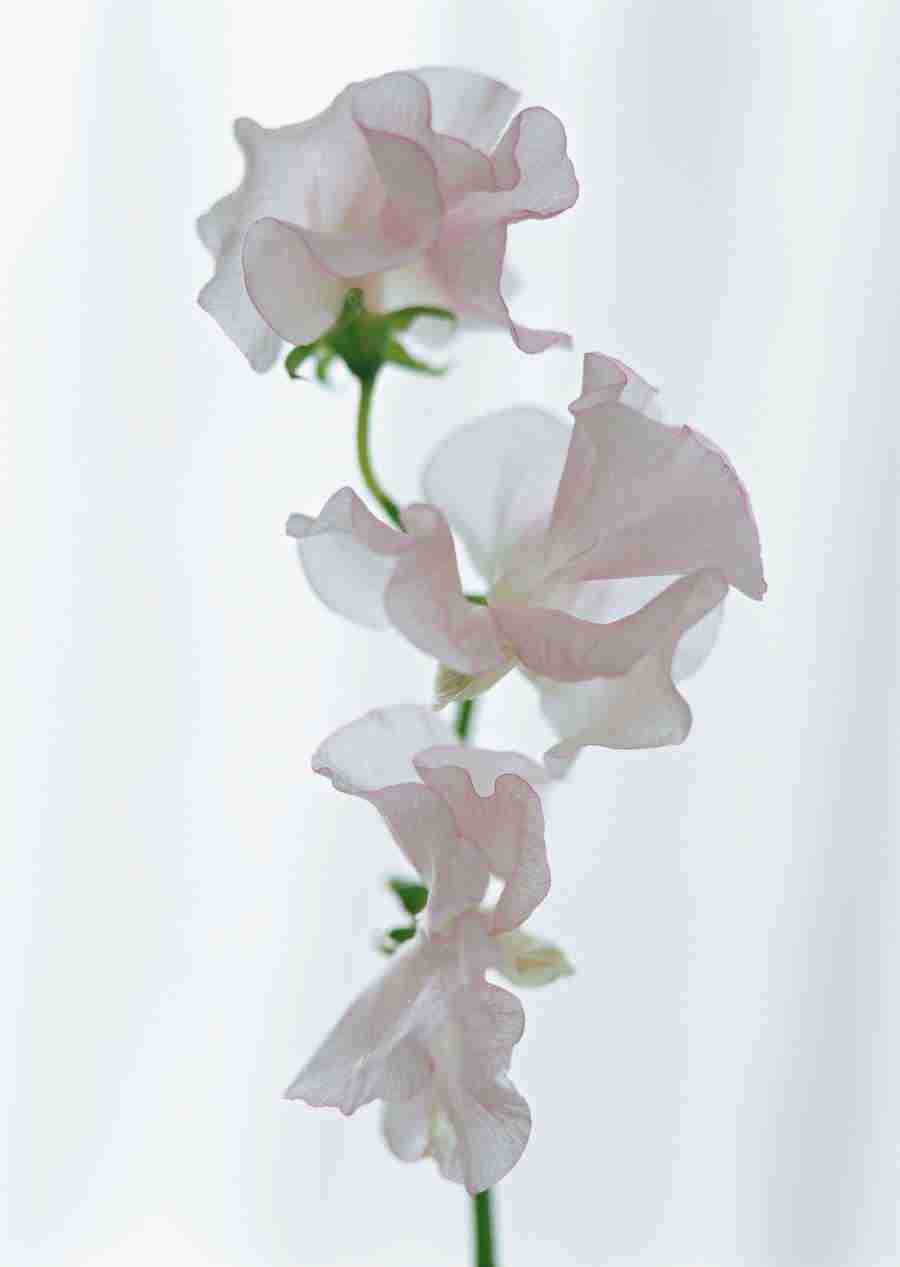 Colorful Flowers - Datacraft Sozaijiten  ></a>
<script language=JavaScript> 
  var txt = 