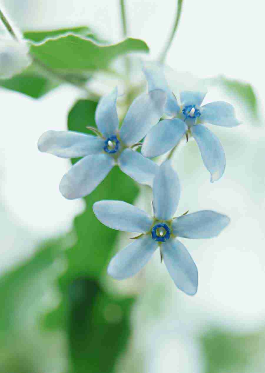 Colorful Flowers - Datacraft Sozaijiten  ></a>
<script language=JavaScript> 
  var txt = 