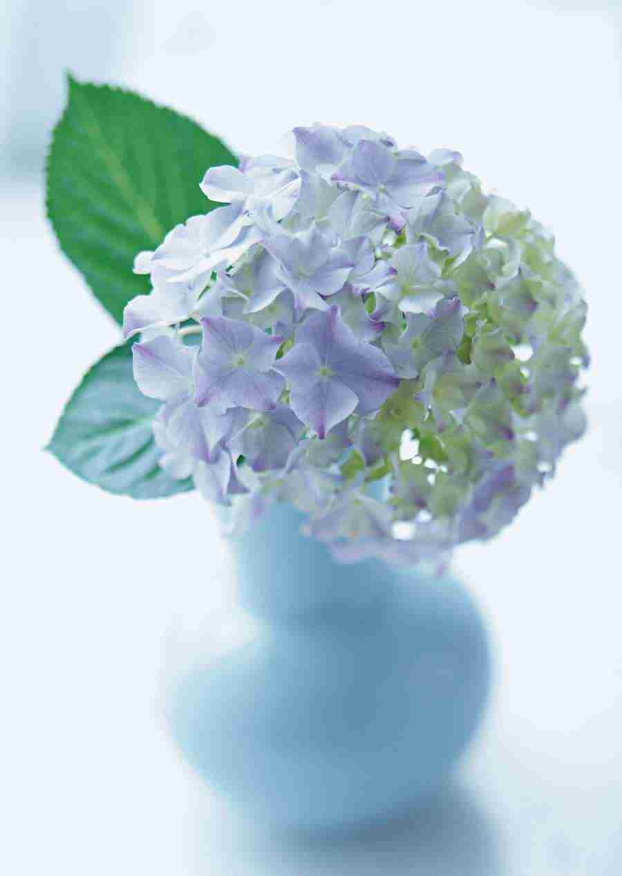 Colorful Flowers - Datacraft Sozaijiten  ></a>
<script language=JavaScript> 
  var txt = 