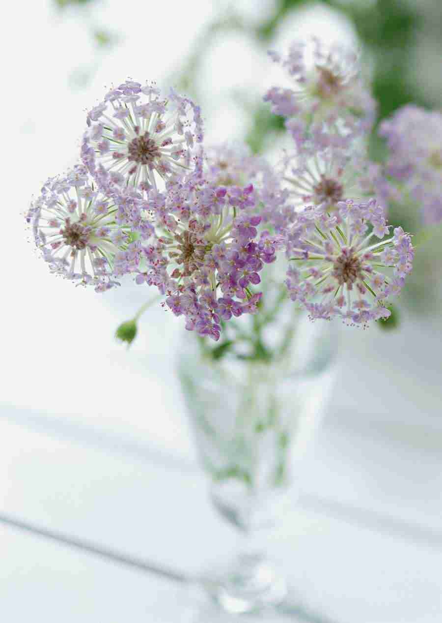 Colorful Flowers - Datacraft Sozaijiten  ></a>
<script language=JavaScript> 
  var txt = 