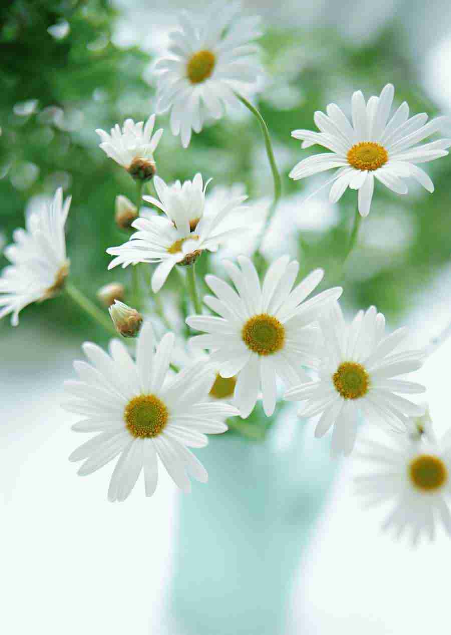 Colorful Flowers - Datacraft Sozaijiten  ></a>
<script language=JavaScript> 
  var txt = 