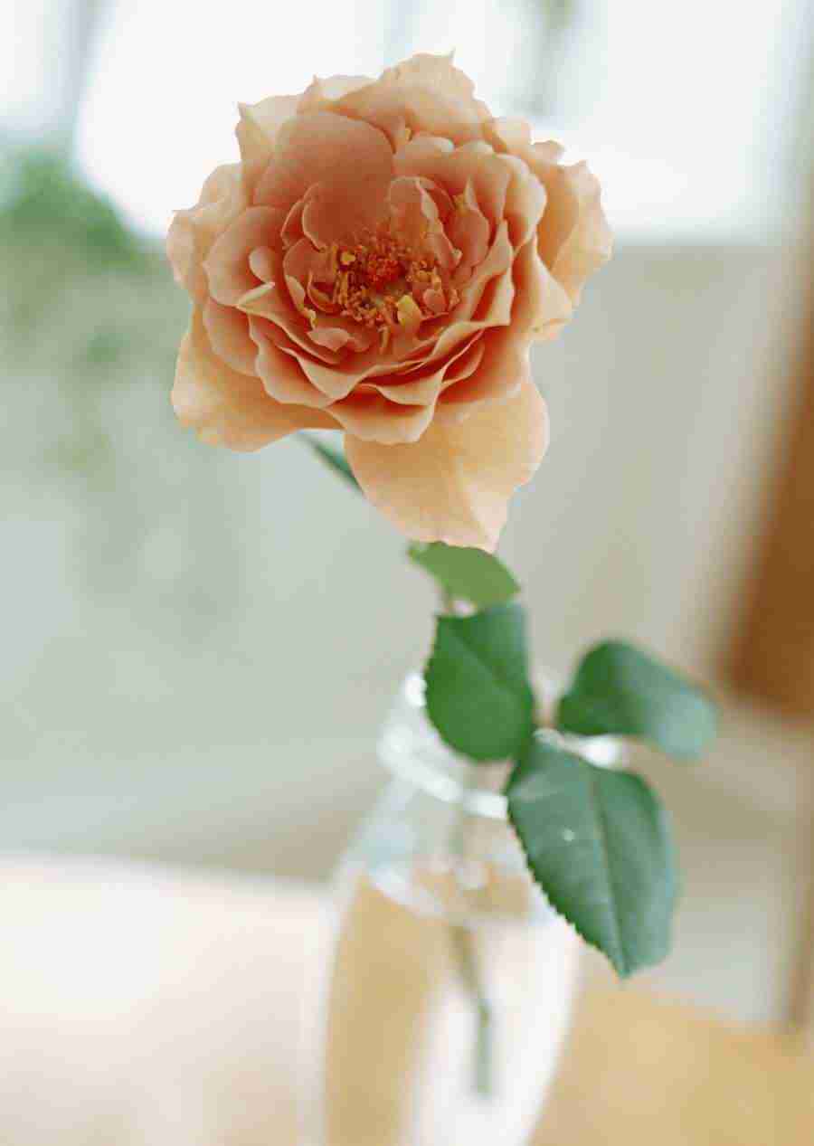Colorful Flowers - Datacraft Sozaijiten  ></a>
<script language=JavaScript> 
  var txt = 