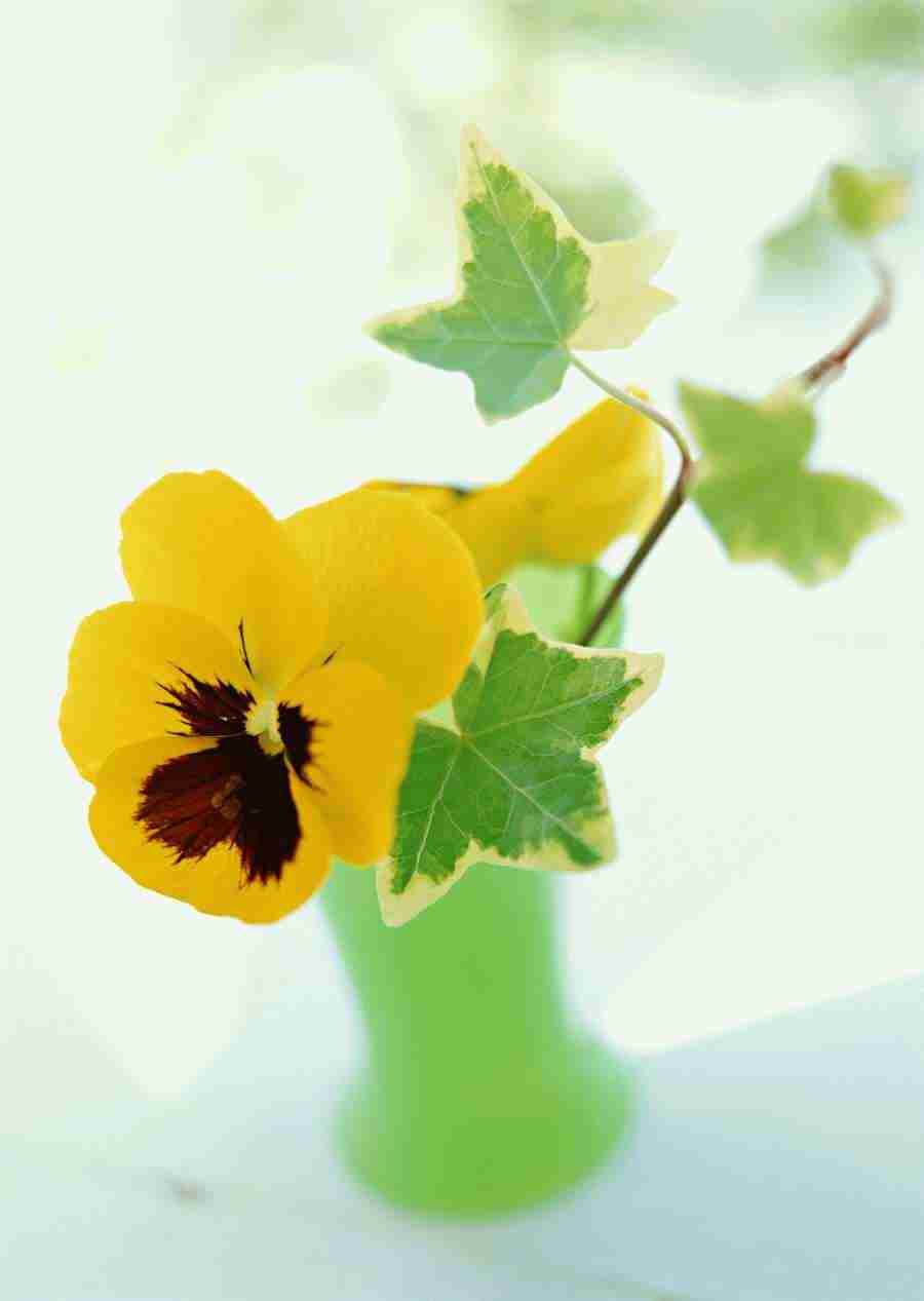 Colorful Flowers - Datacraft Sozaijiten  ></a>
<script language=JavaScript> 
  var txt = 