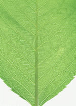 Datacraft Sozaijiten : Foliage and Green Leaves 