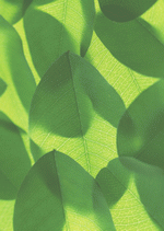 Datacraft Sozaijiten : Foliage and Green Leaves 