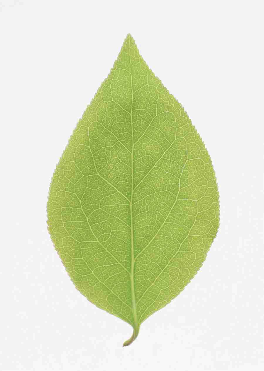 Foliage and Green Leaves - Datacraft Sozaijiten  ></a>
<script language=JavaScript> 
  var txt = 