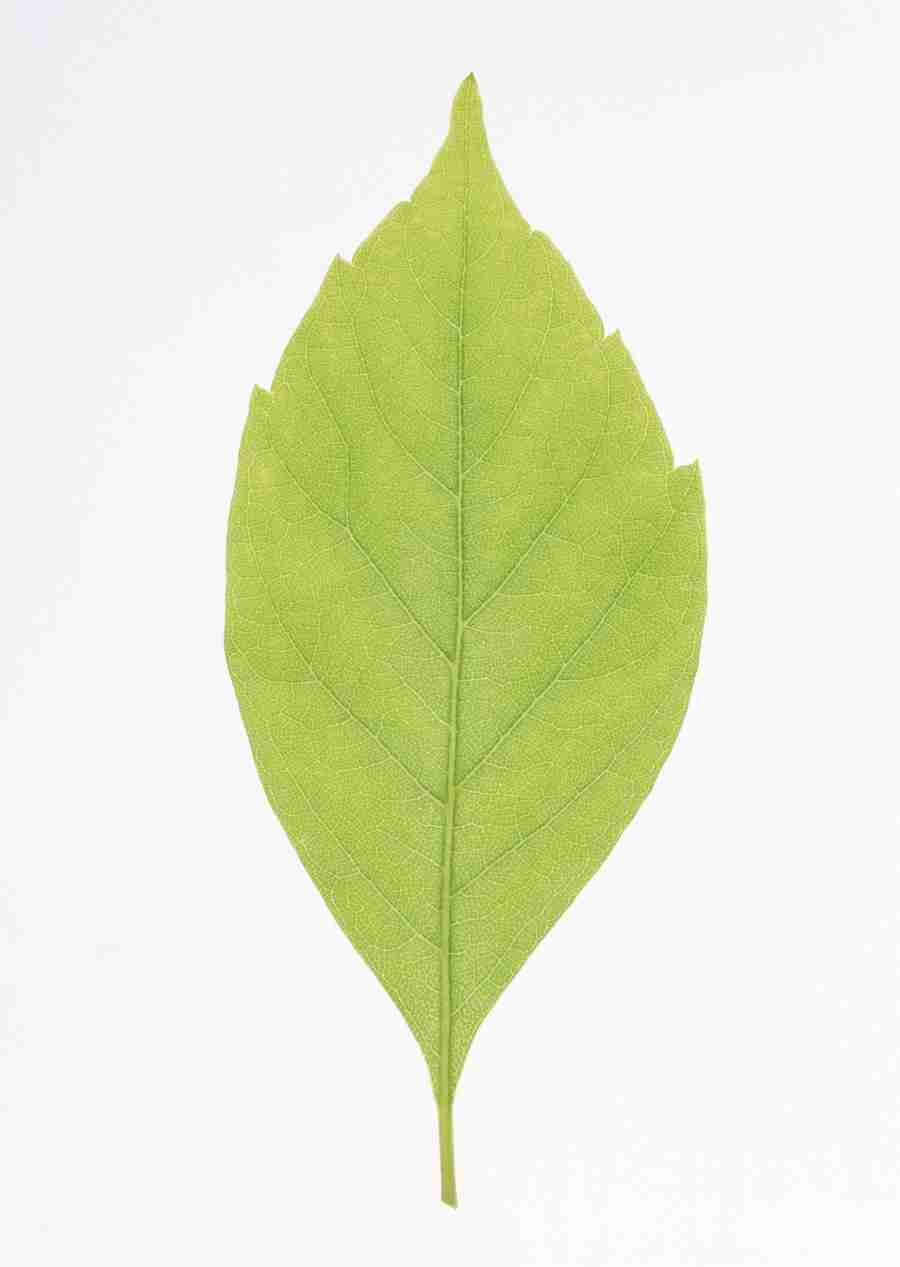 Foliage and Green Leaves - Datacraft Sozaijiten  ></a>
<script language=JavaScript> 
  var txt = 