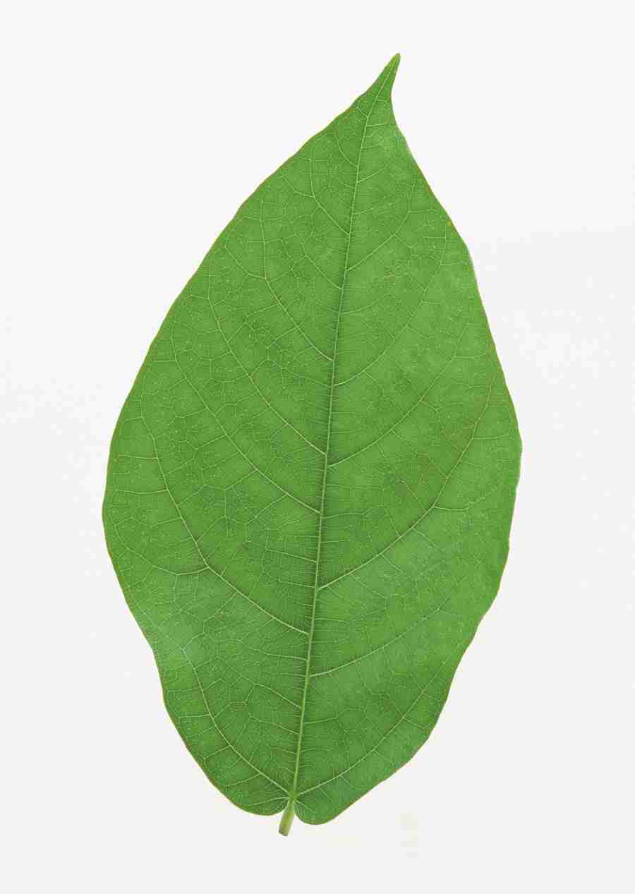 Foliage and Green Leaves - Datacraft Sozaijiten  ></a>
<script language=JavaScript> 
  var txt = 
