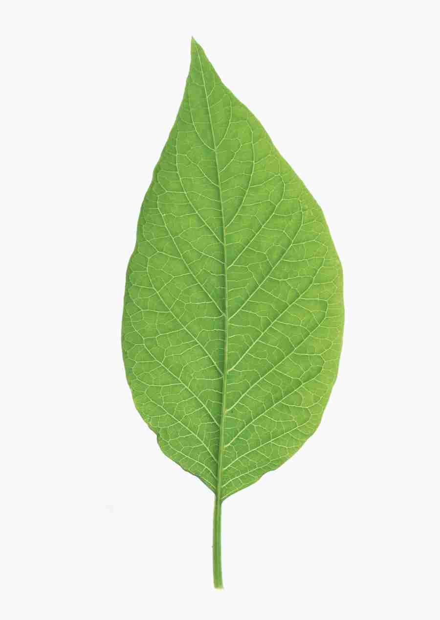 Foliage and Green Leaves - Datacraft Sozaijiten  ></a>
<script language=JavaScript> 
  var txt = 