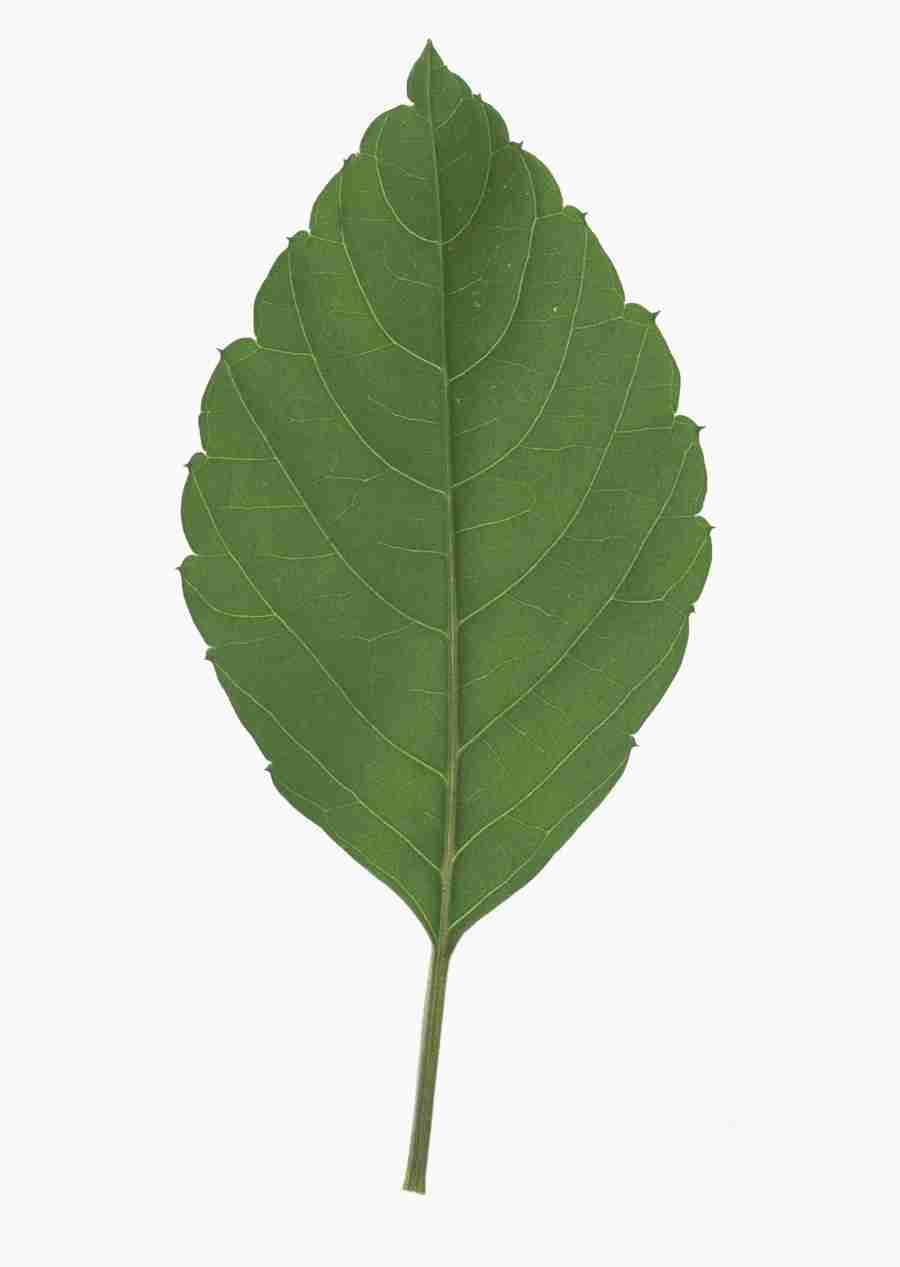 Foliage and Green Leaves - Datacraft Sozaijiten  ></a>
<script language=JavaScript> 
  var txt = 