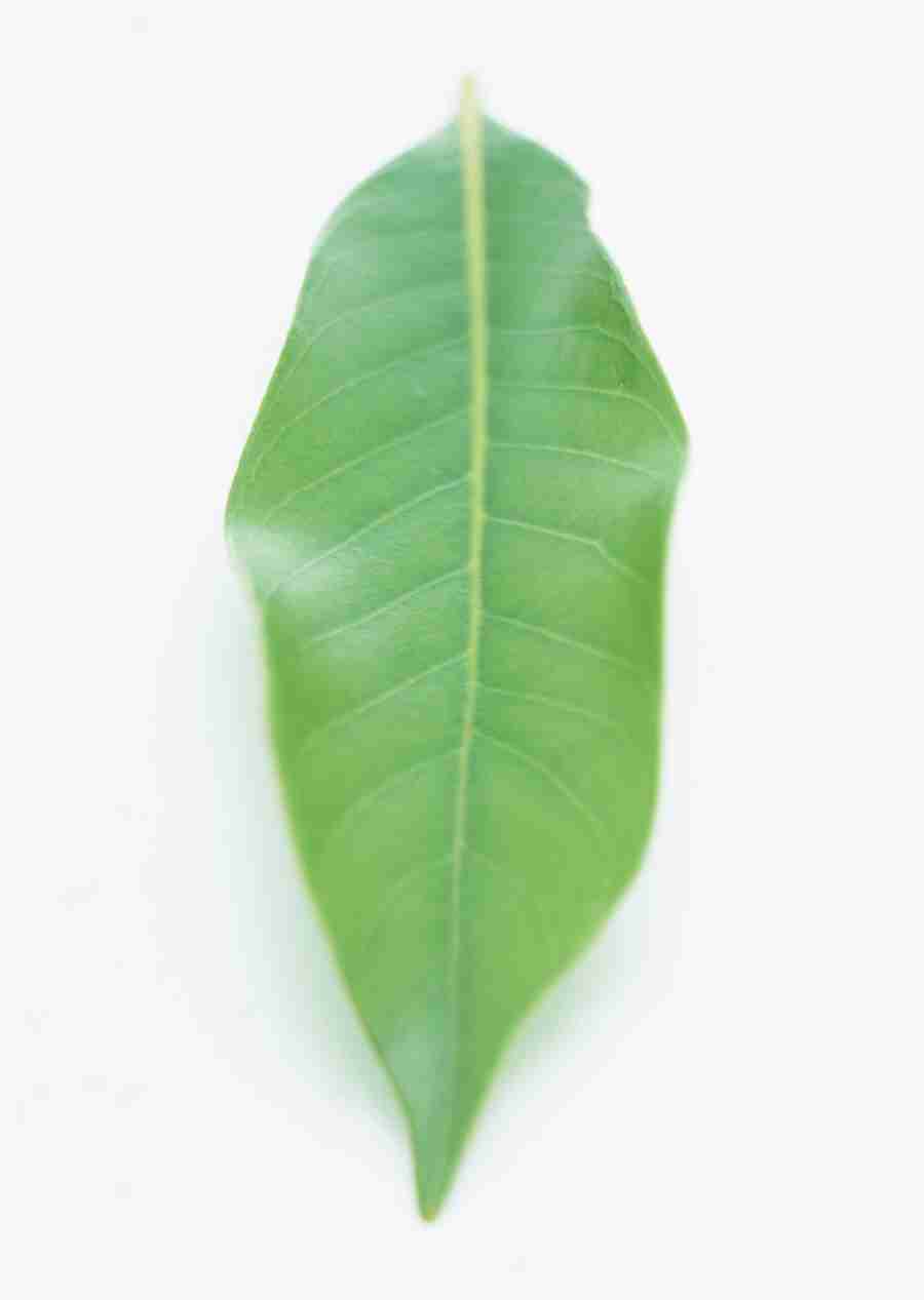 Foliage and Green Leaves - Datacraft Sozaijiten  ></a>
<script language=JavaScript> 
  var txt = 