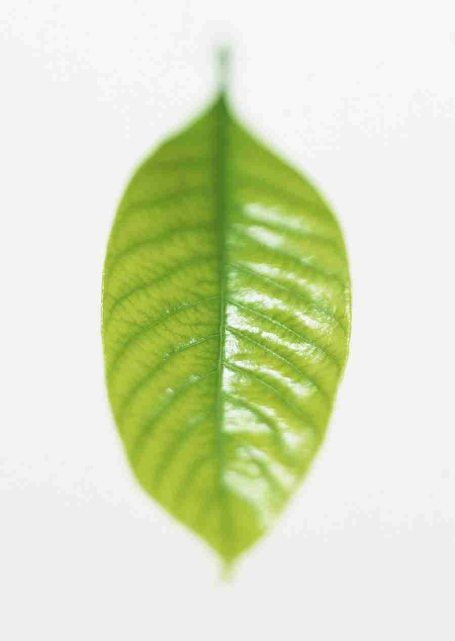 Foliage and Green Leaves - Datacraft Sozaijiten  ></a>
<script language=JavaScript> 
  var txt = 
