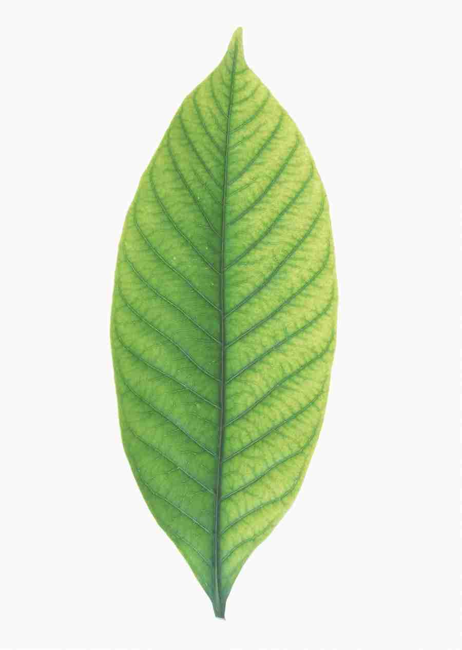Foliage and Green Leaves - Datacraft Sozaijiten  ></a>
<script language=JavaScript> 
  var txt = 