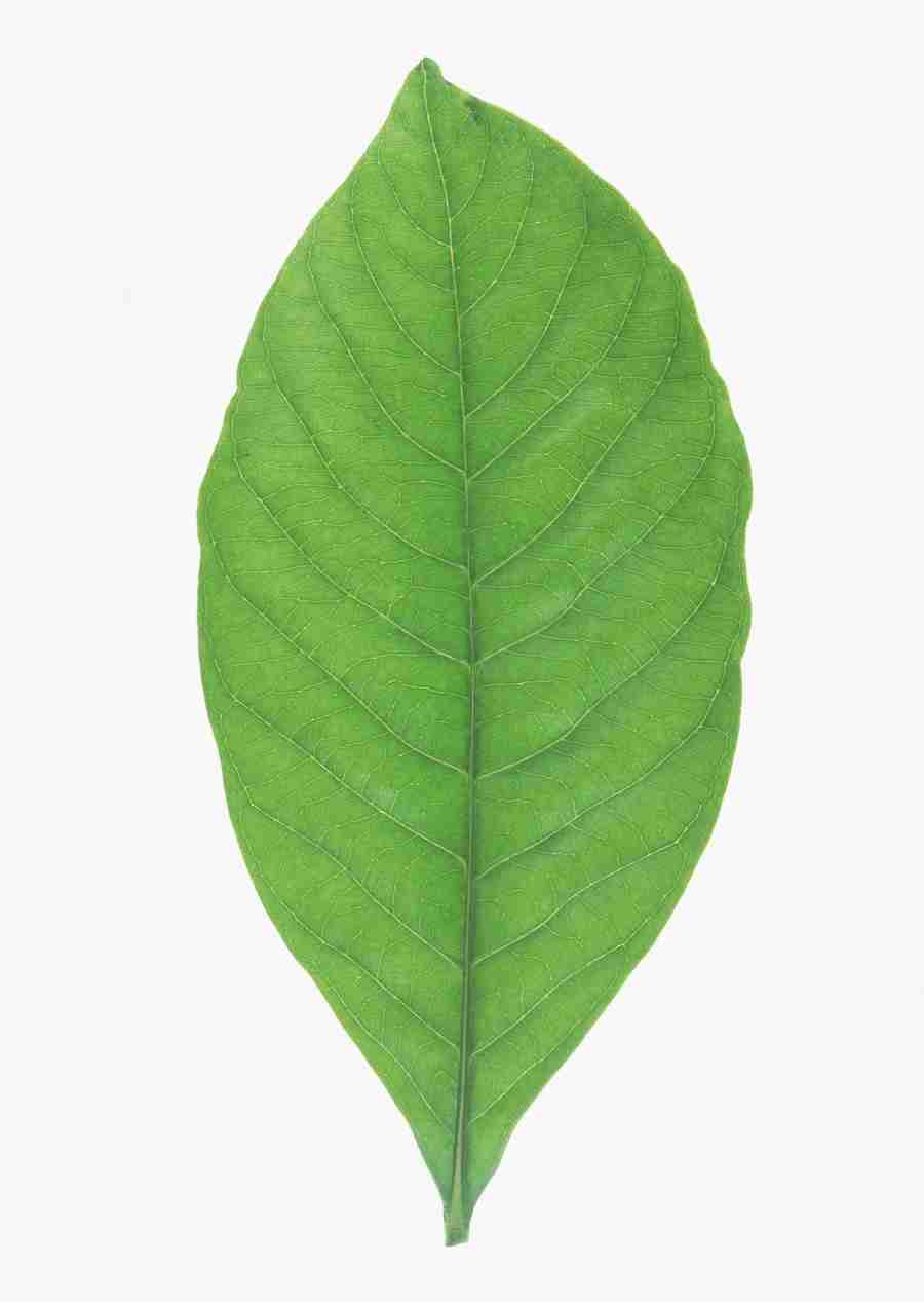 Foliage and Green Leaves - Datacraft Sozaijiten  ></a>
<script language=JavaScript> 
  var txt = 