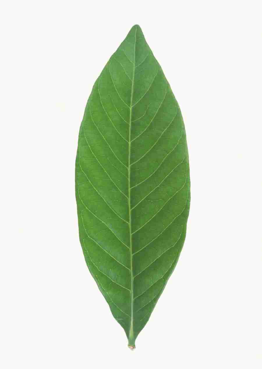 Foliage and Green Leaves - Datacraft Sozaijiten  ></a>
<script language=JavaScript> 
  var txt = 