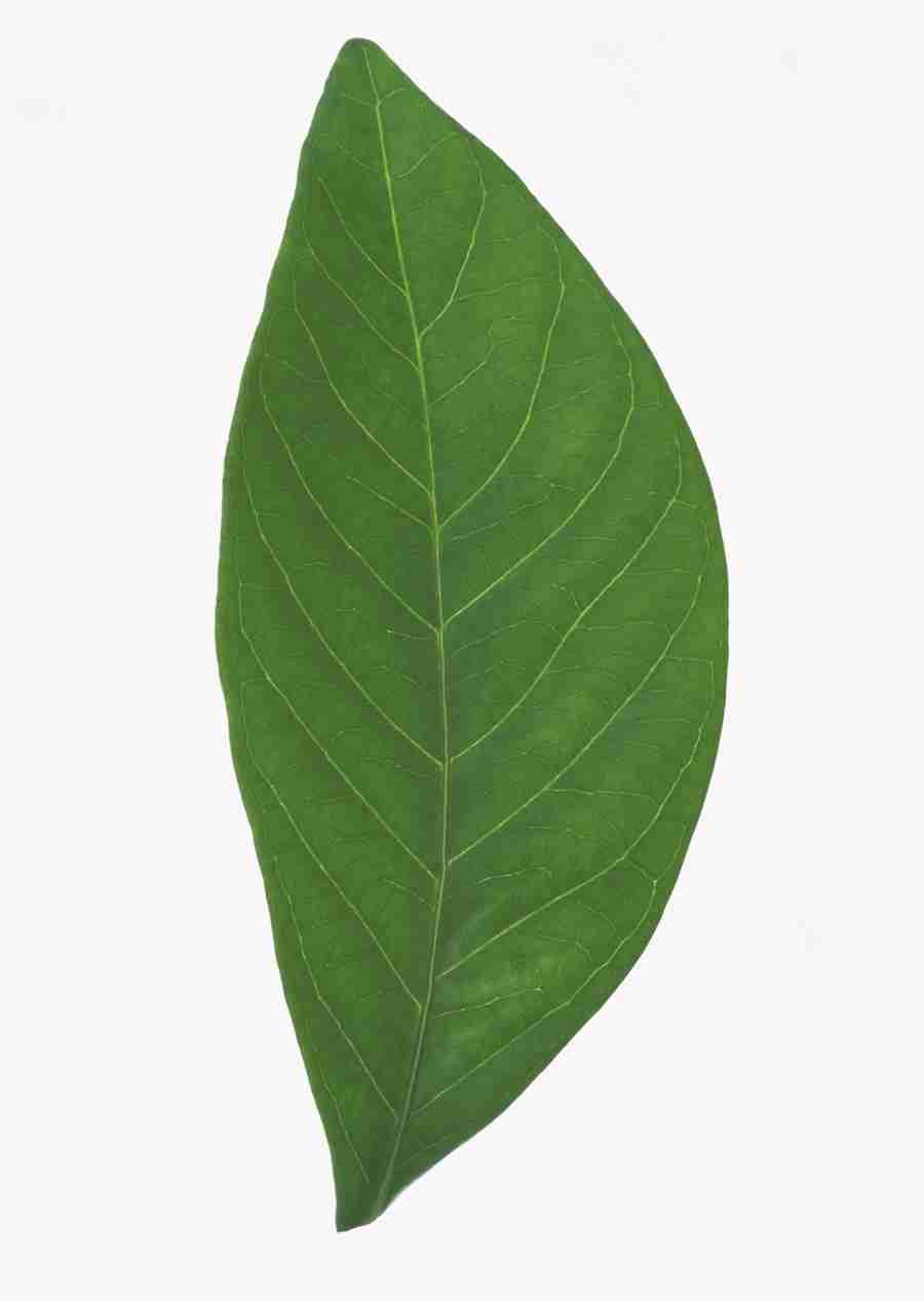 Foliage and Green Leaves - Datacraft Sozaijiten  ></a>
<script language=JavaScript> 
  var txt = 