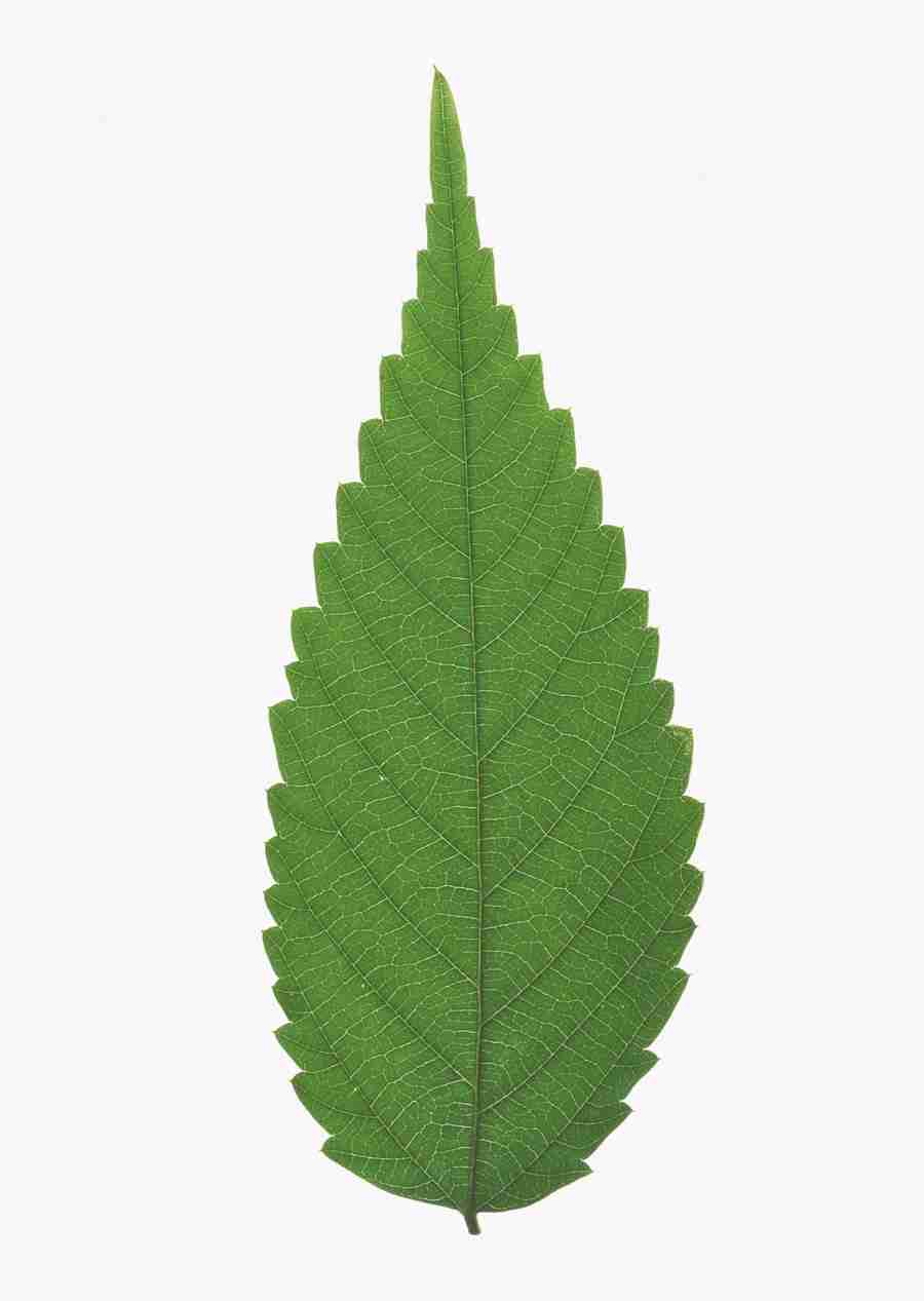 Foliage and Green Leaves - Datacraft Sozaijiten  ></a>
<script language=JavaScript> 
  var txt = 