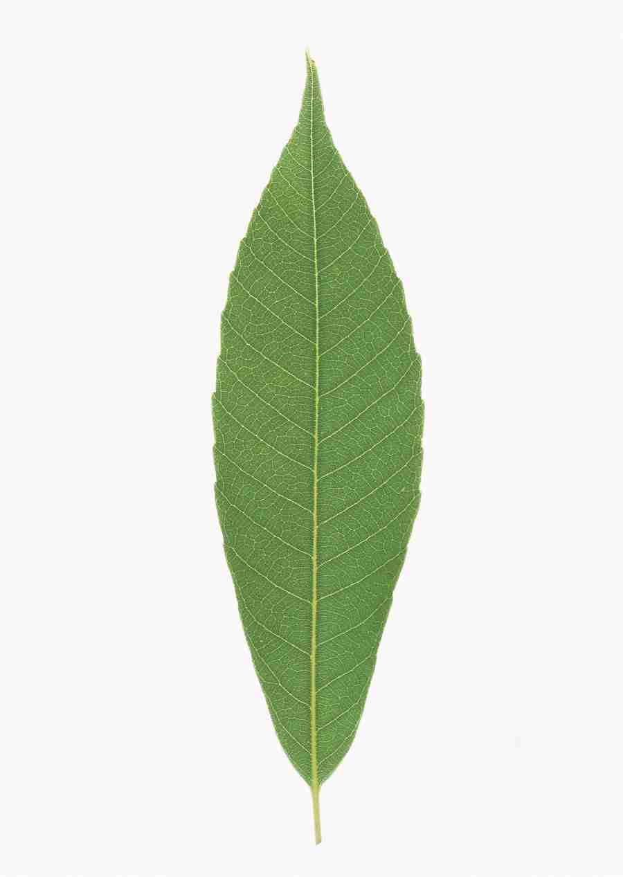 Foliage and Green Leaves - Datacraft Sozaijiten  ></a>
<script language=JavaScript> 
  var txt = 