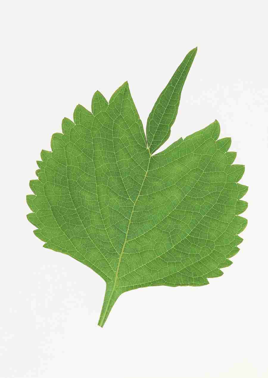 Foliage and Green Leaves - Datacraft Sozaijiten  ></a>
<script language=JavaScript> 
  var txt = 