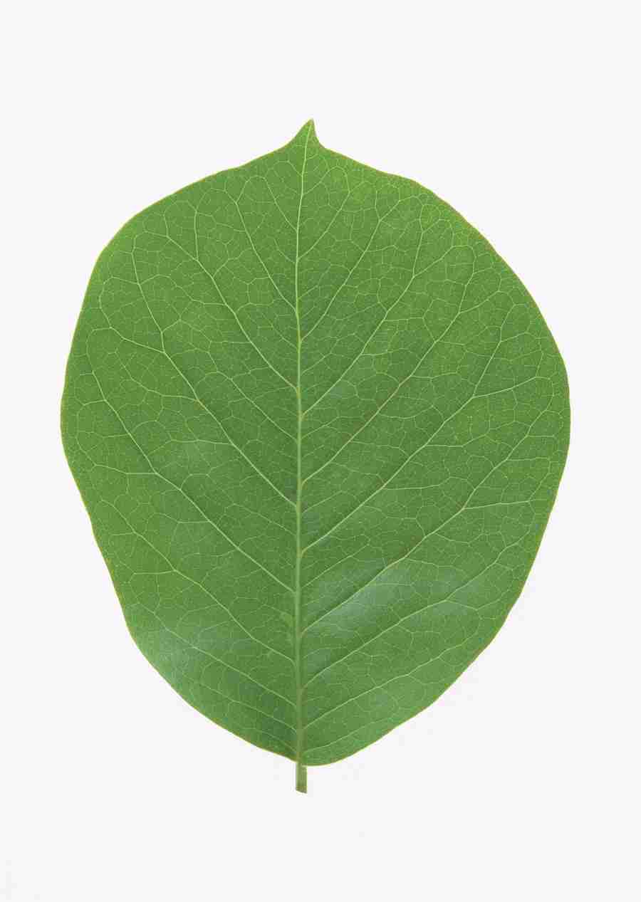 Foliage and Green Leaves - Datacraft Sozaijiten  ></a>
<script language=JavaScript> 
  var txt = 