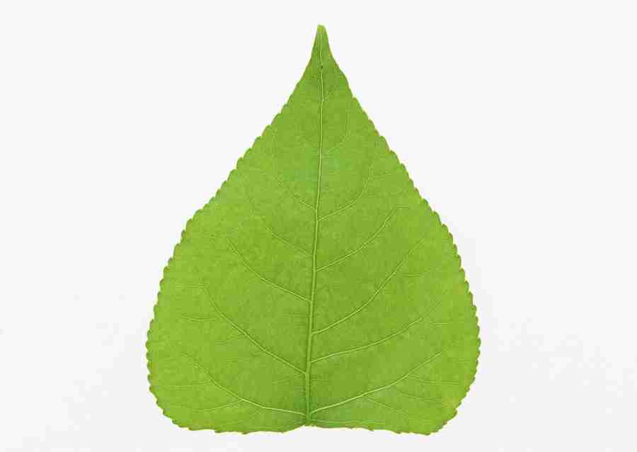 Foliage and Green Leaves - Datacraft Sozaijiten  ></a>
<script language=JavaScript> 
  var txt = 