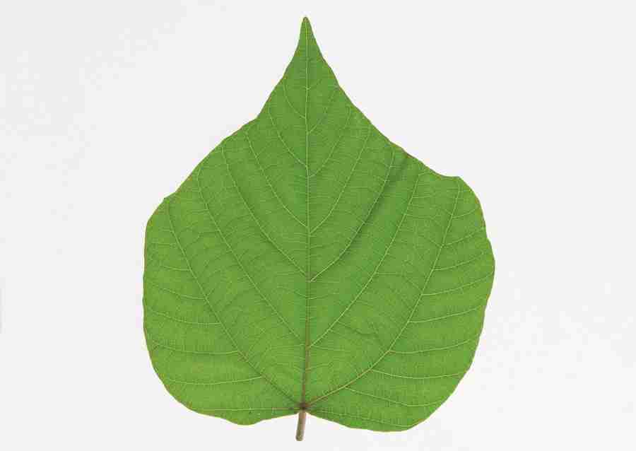 Foliage and Green Leaves - Datacraft Sozaijiten  ></a>
<script language=JavaScript> 
  var txt = 