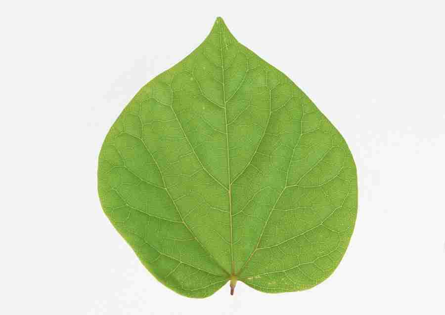 Foliage and Green Leaves - Datacraft Sozaijiten  ></a>
<script language=JavaScript> 
  var txt = 