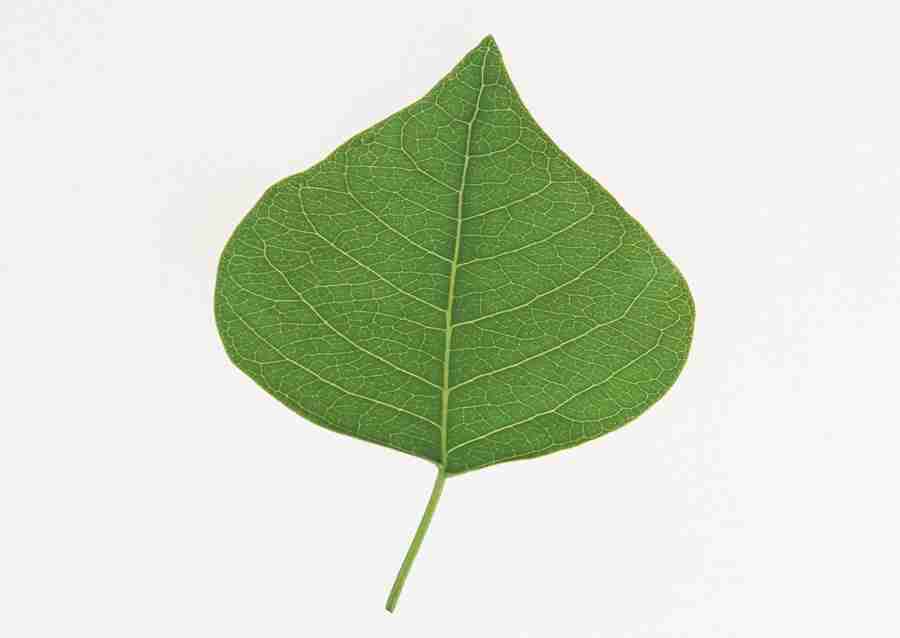 Foliage and Green Leaves - Datacraft Sozaijiten  ></a>
<script language=JavaScript> 
  var txt = 