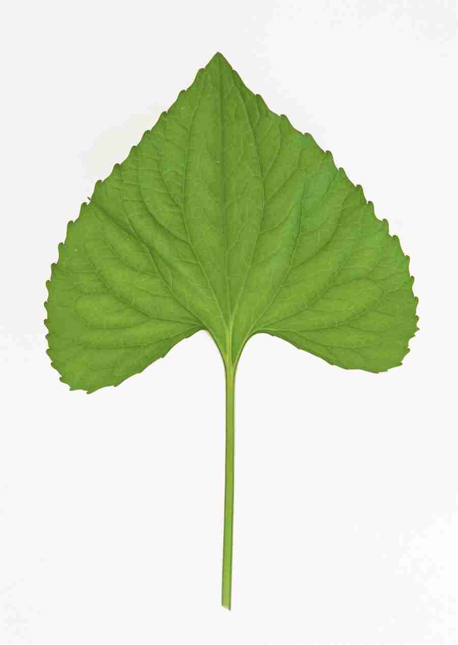 Foliage and Green Leaves - Datacraft Sozaijiten  ></a>
<script language=JavaScript> 
  var txt = 