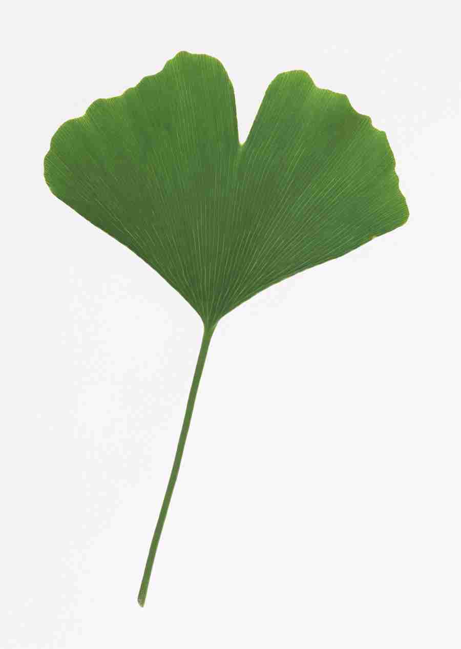 Foliage and Green Leaves - Datacraft Sozaijiten  ></a>
<script language=JavaScript> 
  var txt = 