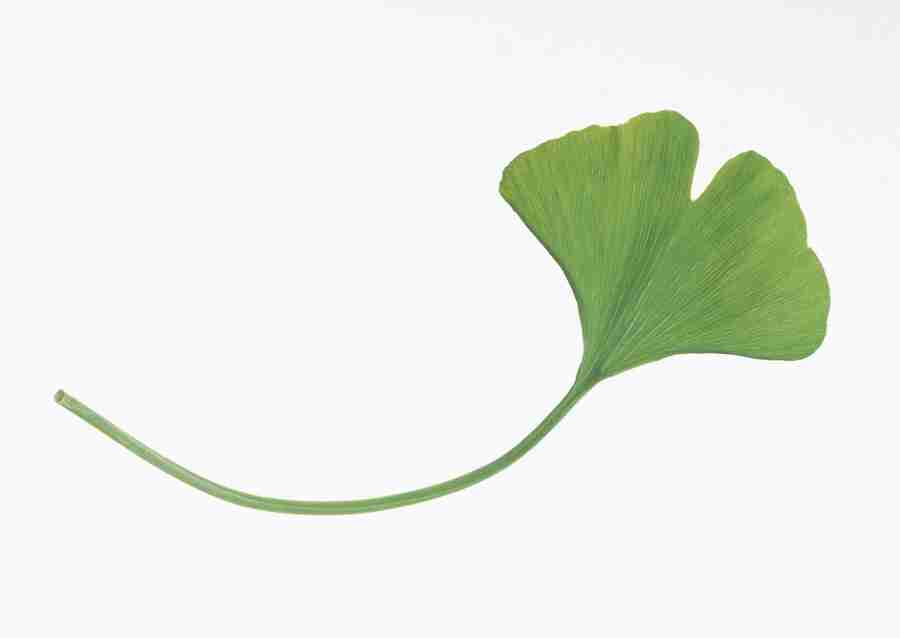 Foliage and Green Leaves - Datacraft Sozaijiten  ></a>
<script language=JavaScript> 
  var txt = 