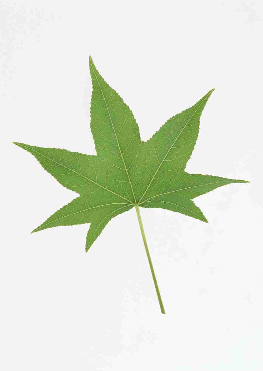 Foliage and Green Leaves - Datacraft Sozaijiten  ></a>
<script language=JavaScript> 
  var txt = 