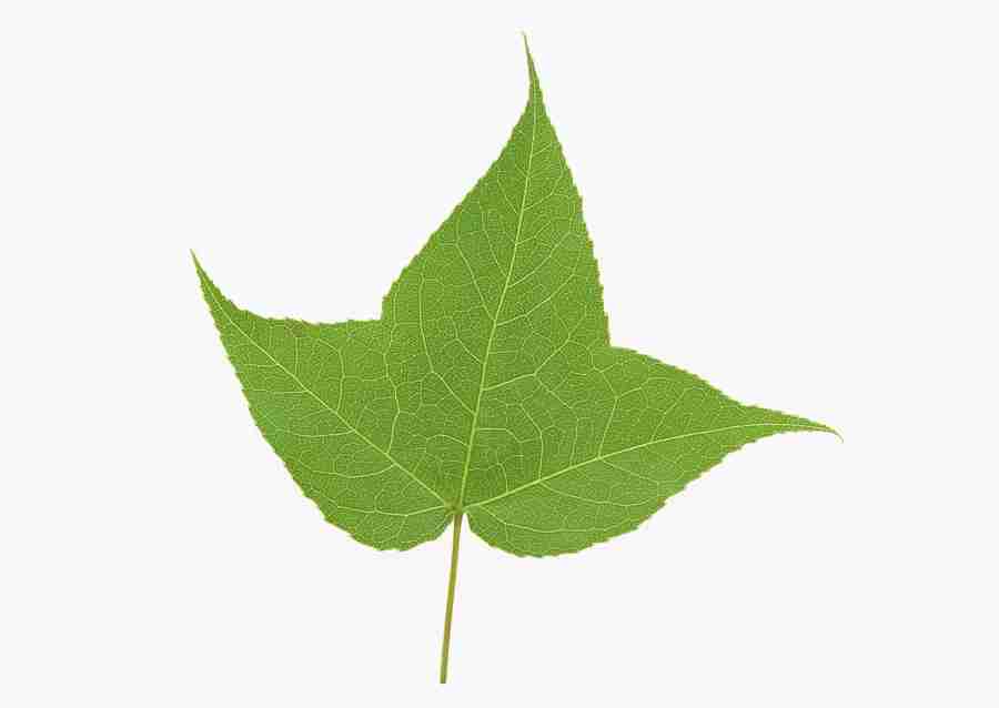 Foliage and Green Leaves - Datacraft Sozaijiten  ></a>
<script language=JavaScript> 
  var txt = 