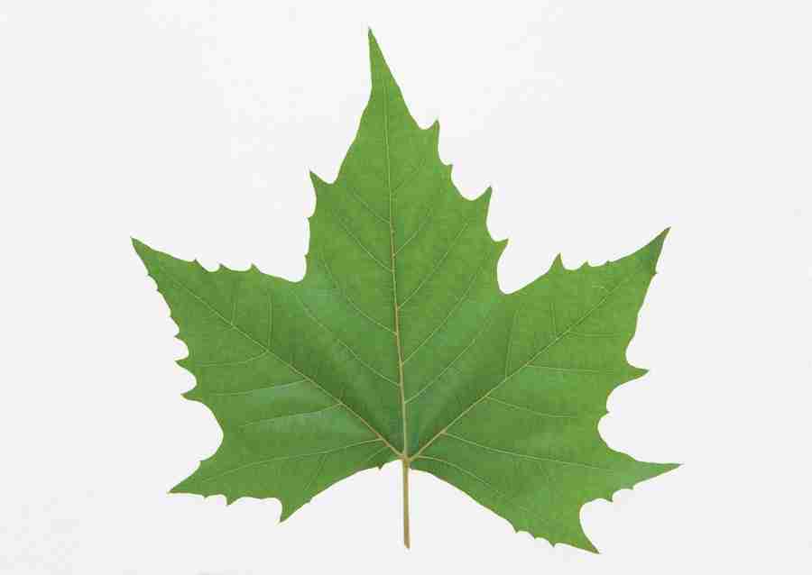 Foliage and Green Leaves - Datacraft Sozaijiten  ></a>
<script language=JavaScript> 
  var txt = 
