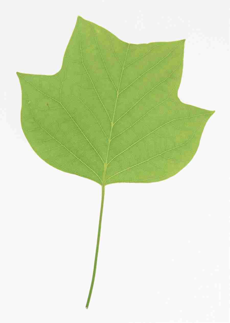 Foliage and Green Leaves - Datacraft Sozaijiten  ></a>
<script language=JavaScript> 
  var txt = 