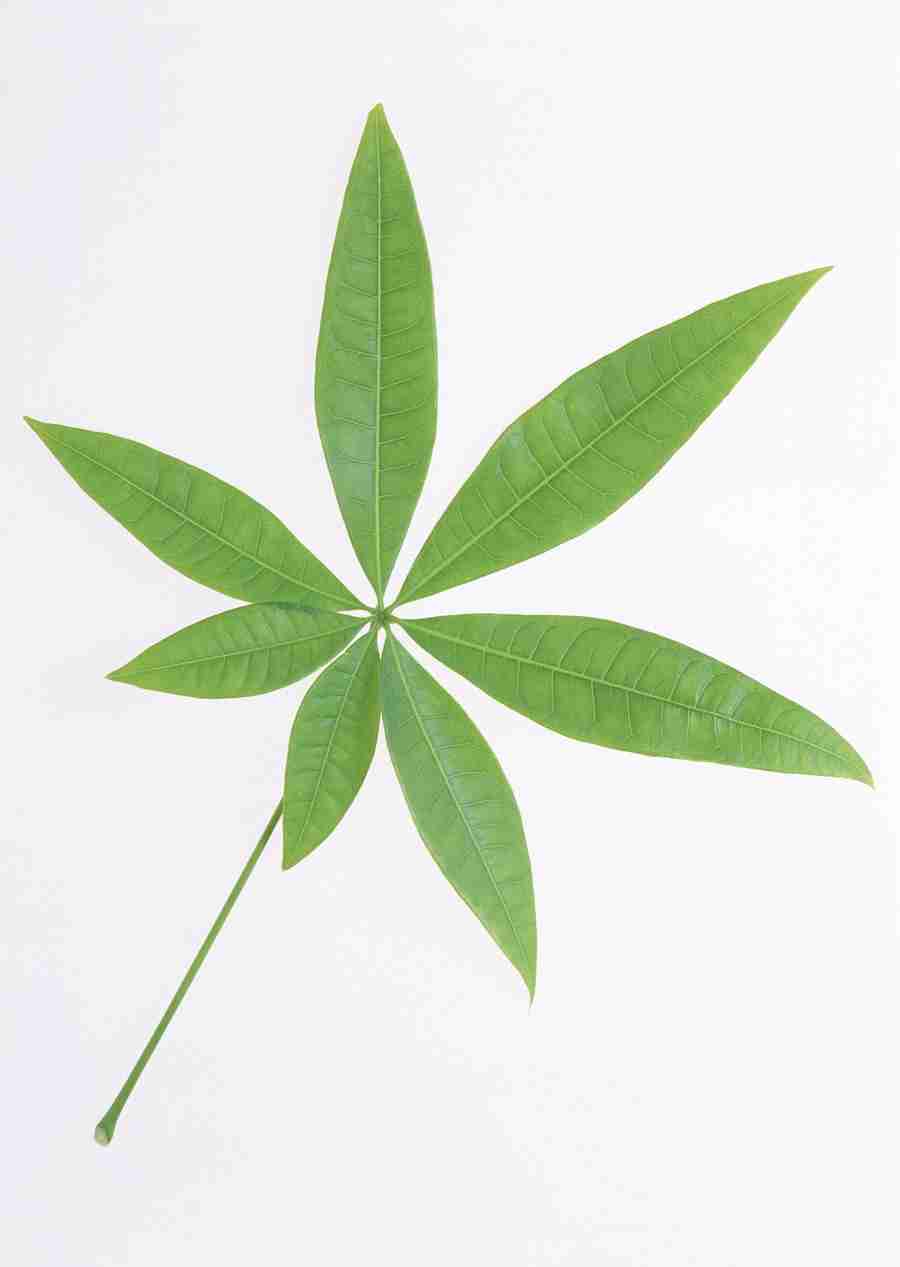 Foliage and Green Leaves - Datacraft Sozaijiten  ></a>
<script language=JavaScript> 
  var txt = 
