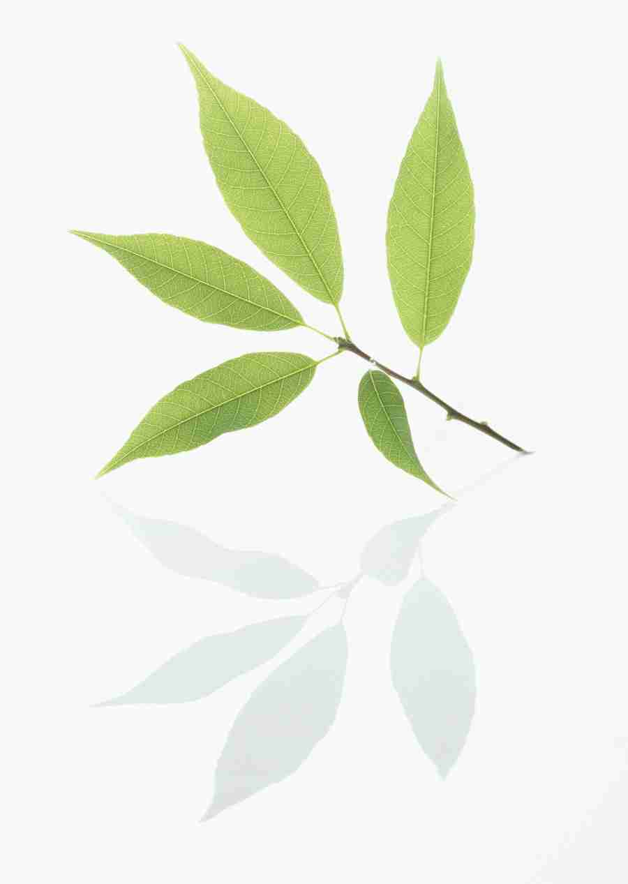 Foliage and Green Leaves - Datacraft Sozaijiten  ></a>
<script language=JavaScript> 
  var txt = 