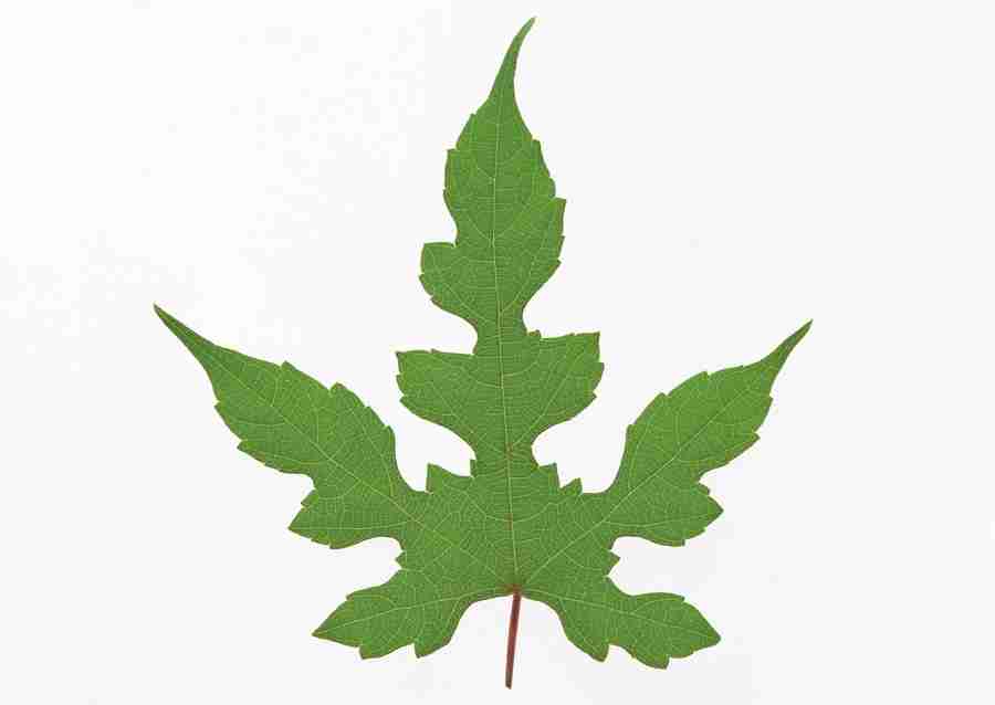 Foliage and Green Leaves - Datacraft Sozaijiten  ></a>
<script language=JavaScript> 
  var txt = 