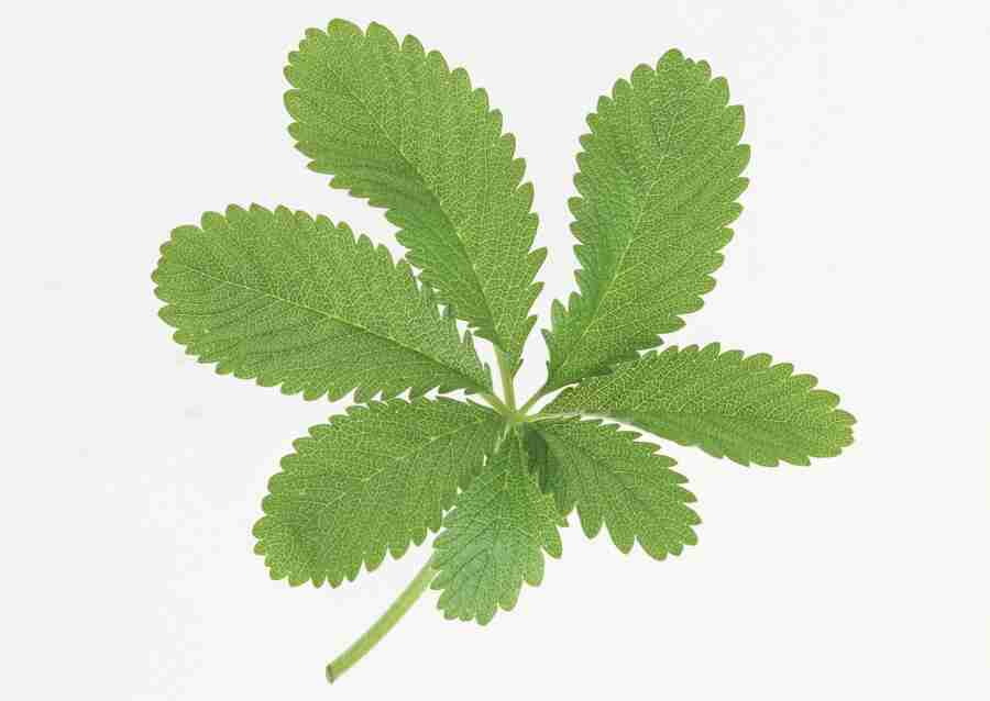 Foliage and Green Leaves - Datacraft Sozaijiten  ></a>
<script language=JavaScript> 
  var txt = 